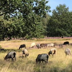 Lüneburger Heide